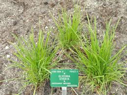 Attēlu rezultāti vaicājumam “Glyceria striata”