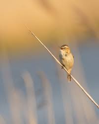 Attēlu rezultāti vaicājumam “Acrocephalus schoenobaenus”
