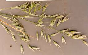 Attēlu rezultāti vaicājumam “Avena sativa”