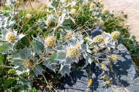 Attēlu rezultāti vaicājumam “Eryngium maritimum”
