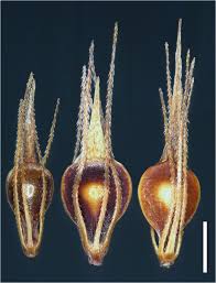 Attēlu rezultāti vaicājumam “Rhynchospora alba fruit”