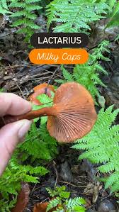 Attēlu rezultāti vaicājumam “Comatricha laxa macro”