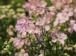 Image result for Rittersporn