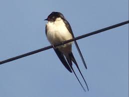 Attēlu rezultāti vaicājumam “Hirundinidae”