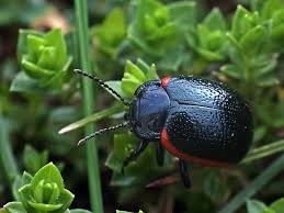 Attēlu rezultāti vaicājumam “Chrysolina sanguinolenta”