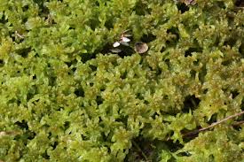 Attēlu rezultāti vaicājumam “Sphagnum cuspidatum”