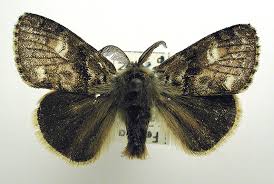 Attēlu rezultāti vaicājumam “Gynaephora selenitica”