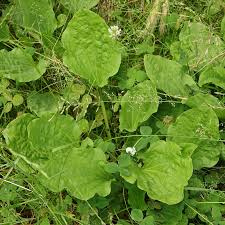 Attēlu rezultāti vaicājumam “Plantago major leaf”