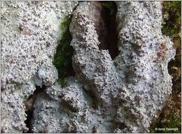 Attēlu rezultāti vaicājumam “Lecanactis abietina”