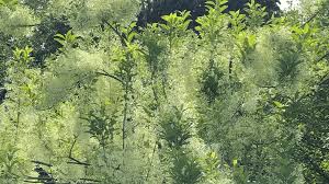 Attēlu rezultāti vaicājumam “Chionanthus virginicus”