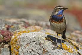 Attēlu rezultāti vaicājumam “Luscinia svecica”