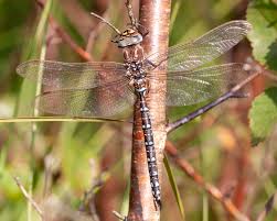 Attēlu rezultāti vaicājumam “Aeshna juncea male”