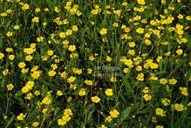 Attēlu rezultāti vaicājumam “Ranunculus flammula”