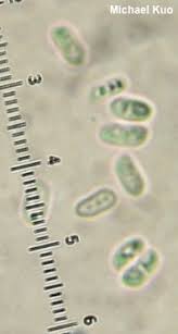 Attēlu rezultāti vaicājumam “Postia fragilis”