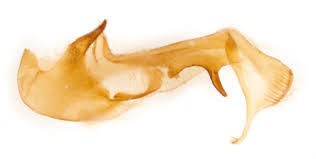 Attēlu rezultāti vaicājumam “Oligia sp.”