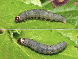 Attēlu rezultāti vaicājumam “Epinotia brunnichana”