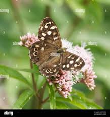 Attēlu rezultāti vaicājumam “Pararge aegeria”