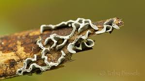 Attēlu rezultāti vaicājumam “Physarum bivalve”