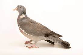 Image result for Columba palumbus