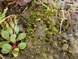 Attēlu rezultāti vaicājumam “Pohlia sphagnicola”