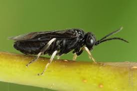 Attēlu rezultāti vaicājumam “Caliroa annulipes”