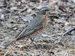Image result for Turdus naumanni