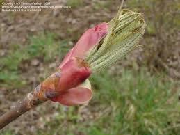 Attēlu rezultāti vaicājumam “Aesculus flava bud”