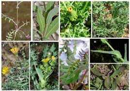 Attēlu rezultāti vaicājumam “Sonchus”