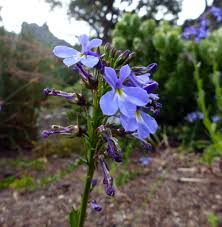 Attēlu rezultāti vaicājumam “Lobeliaceae”