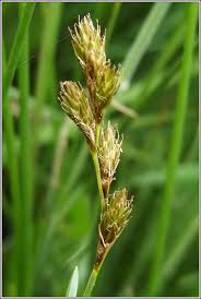 Attēlu rezultāti vaicājumam “Carex leporina”