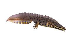 Attēlu rezultāti vaicājumam “Triturus vulgaris female”