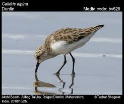 Attēlu rezultāti vaicājumam “Calidris alpina adult”