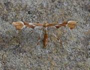 Attēlu rezultāti vaicājumam “Cnaemidophorus rhododactyla”