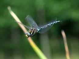 Attēlu rezultāti vaicājumam “Aeshna juncea male”