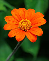 Image result for Tithonia rotundifolia