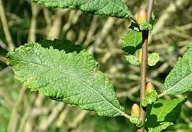 Attēlu rezultāti vaicājumam “Salix aurita”