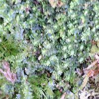 Attēlu rezultāti vaicājumam “Lophozia ventricosa”