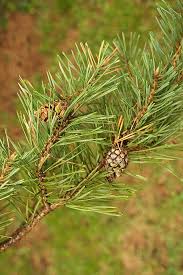 Attēlu rezultāti vaicājumam “Pinus sylvestris var. turfosa”