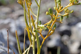Attēlu rezultāti vaicājumam “Thesium ebracteatum”
