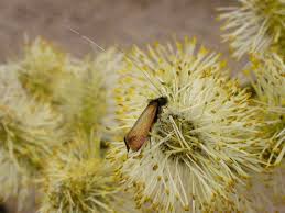 Attēlu rezultāti vaicājumam “Adela cuprella”