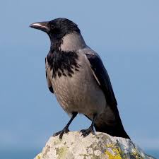 Attēlu rezultāti vaicājumam “Corvus cornix adult”