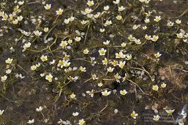 Attēlu rezultāti vaicājumam “Batrachium”