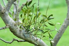 Attēlu rezultāti vaicājumam “Viscum album female flower”