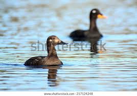 Attēlu rezultāti vaicājumam “Melanitta fusca”