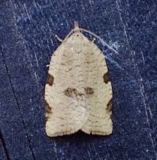 Attēlu rezultāti vaicājumam “Lozotaenia forsterana”