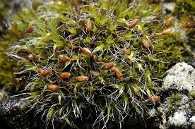 Attēlu rezultāti vaicājumam “Grimmia pulvinata sporophyte”