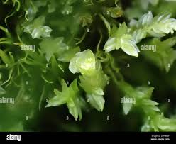 Attēlu rezultāti vaicājumam “Tetraphis pellucida”