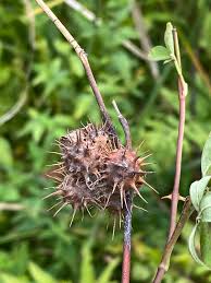 Attēlu rezultāti vaicājumam “Diplolepis bicolor”