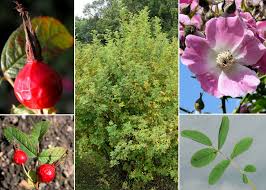 Attēlu rezultāti vaicājumam “Rosa majalis fruit”