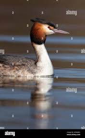 Attēlu rezultāti vaicājumam “Podiceps cristatus adult”